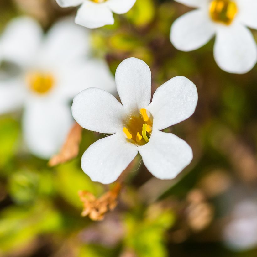 Graines de Bacopa Snowtopia White - Sutera cordata (Flowering)