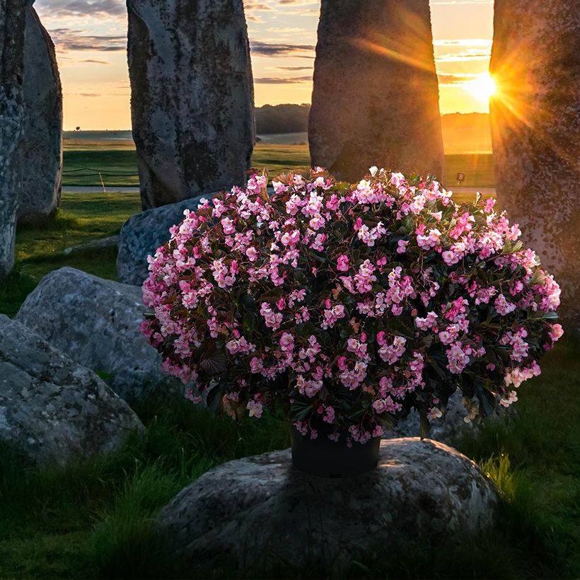 Graines de Bégonia Stonehedge Light Pink Bronze Leaf (Plant habit)