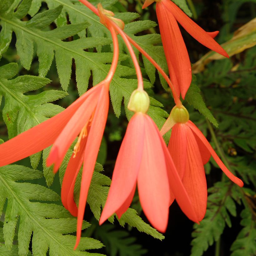 Graines de Bégonia de Bolivie - Begonia boliviensis  (Flowering)