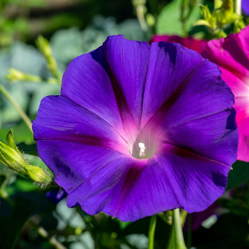 Graines de Belle de Jour Royal Ensign en mélange (Flowering)