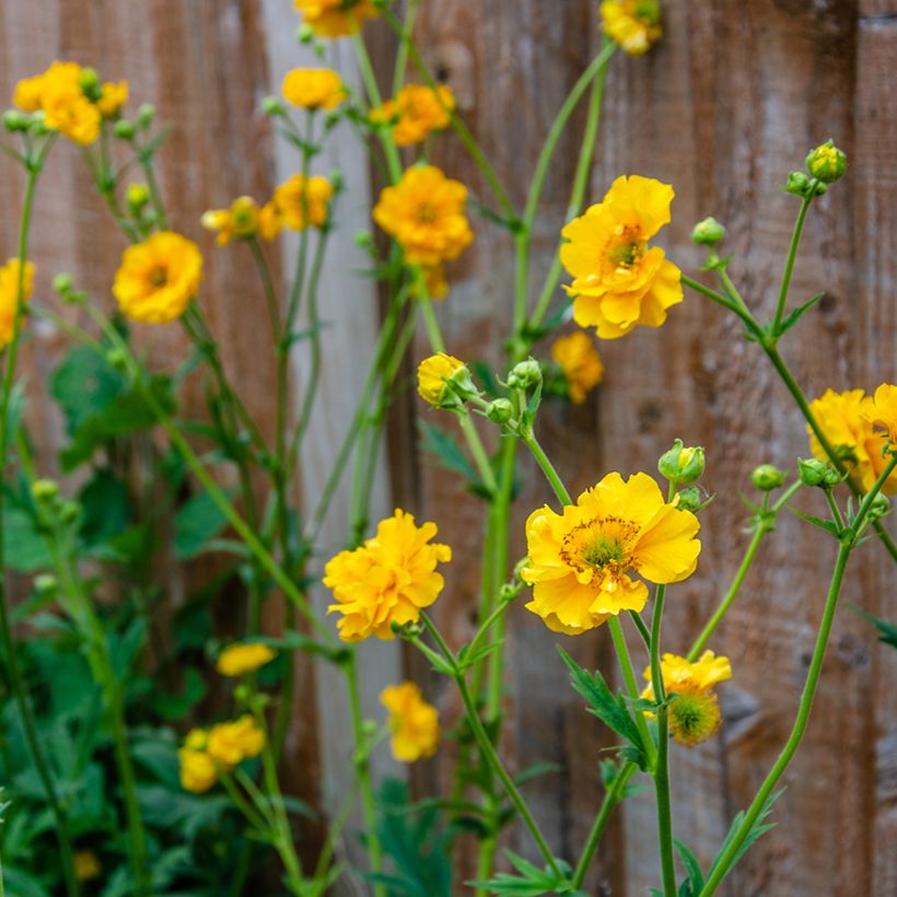 Graines de Benoîte Lady Stratheden - Geum chiloense (Flowering)