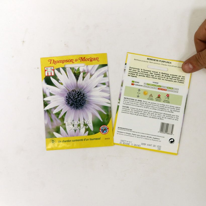 Exemple de spécimen de Graines de Berkheya purpurea - Chardon sud-africain pourpre le sachet de 15 graines environ tel que livré