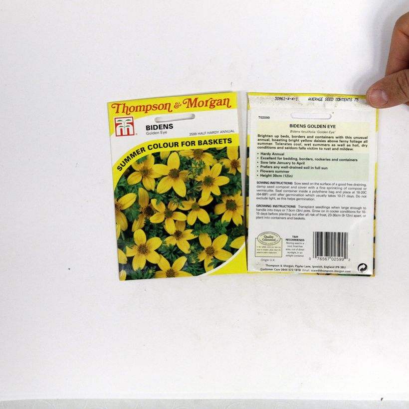 Exemple de spécimen de Graines de Bidens ferulifolia Golden Eye  le sachet de +/- 150 graines environ (minimum 0,5g) tel que livré