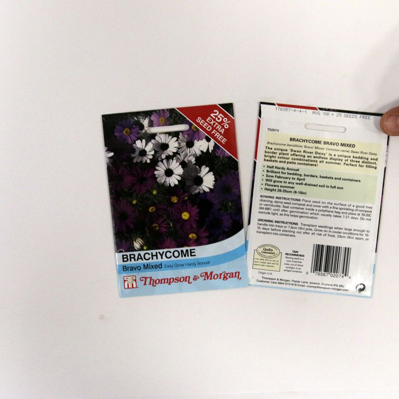 Exemple de spécimen de Graines de Brachycome Bravo - Brachyscome iberidifolia le sachet de 175 graines environ tel que livré