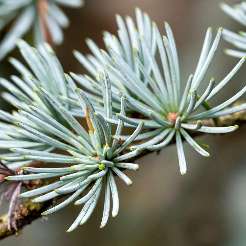 Graines de Cèdre de l'Atlas - Cedrus atlantica (Foliage)