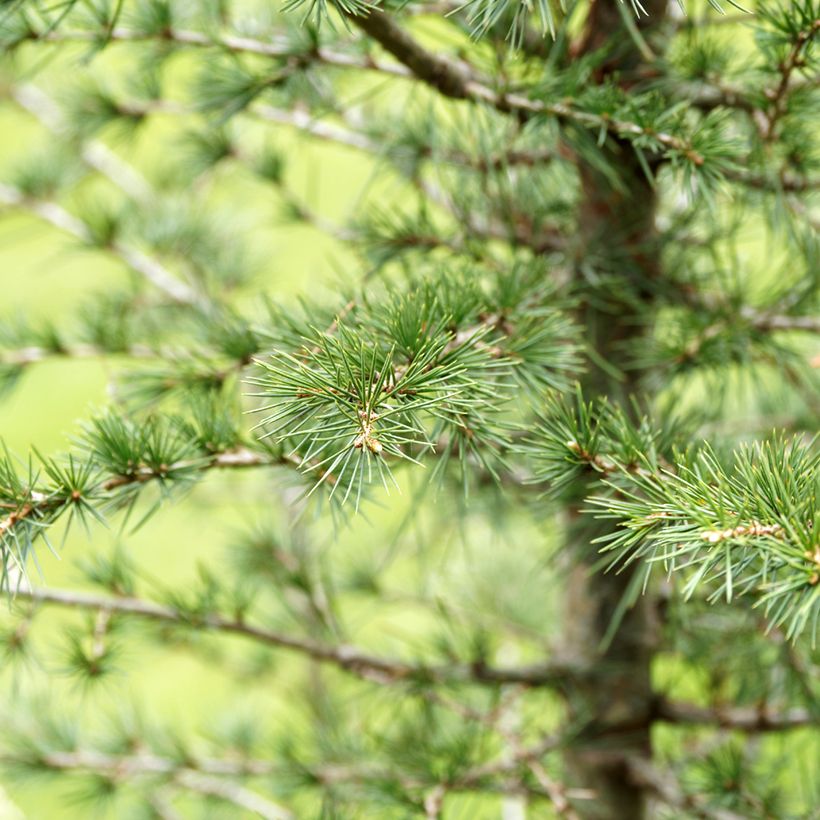 Graines de Cèdre du Liban - Cedrus libani (Foliage)
