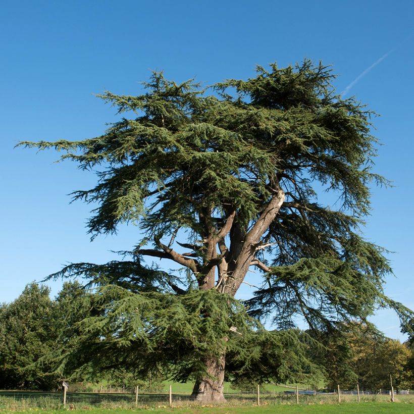 Graines de Cèdre du Liban - Cedrus libani (Plant habit)