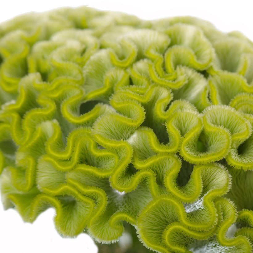 Graines de Célosie crête-de-coq Act Verda (Green) (Flowering)