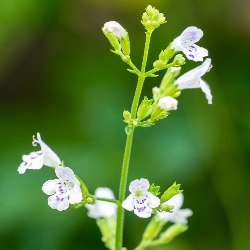 Graines de Calament - Calamintha nepeta (Flowering)