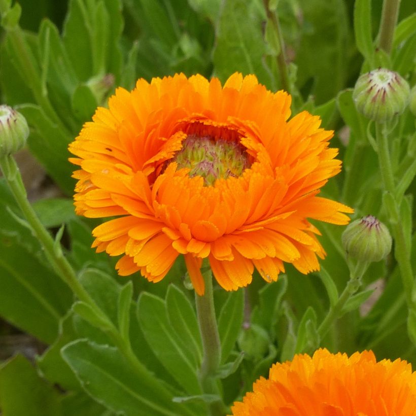 Graines de Calendula officinalis Ollioules Orange Greenheart  - Souci des Jardins (Flowering)