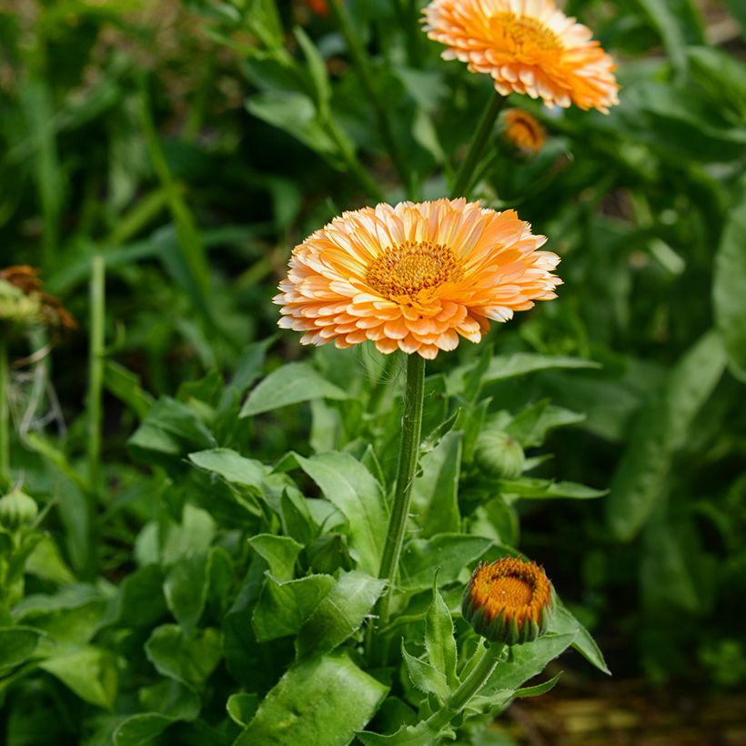 Graines de Calendula officinalis Pink Surprise - Souci des Jardins (Flowering)