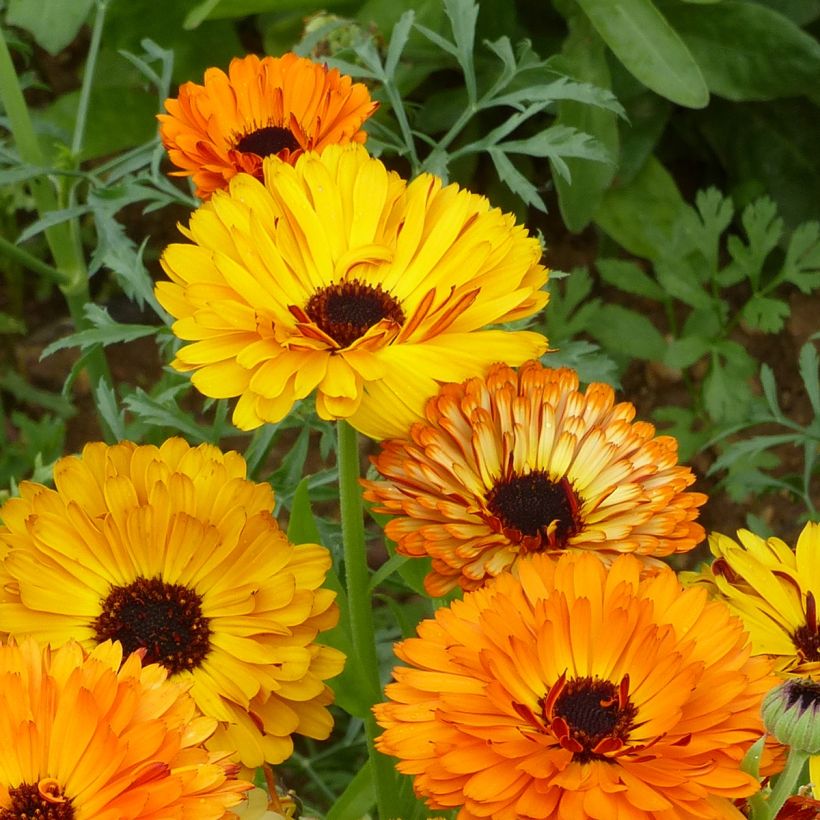 Graines de Calendula officinalis Touch Of Red Mixed - Souci des Jardins (Flowering)
