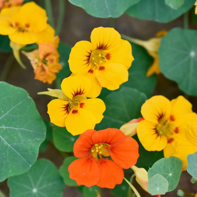Graines de Capucine grimpante à fleurs doubles - Tropaeolum majus (Flowering)