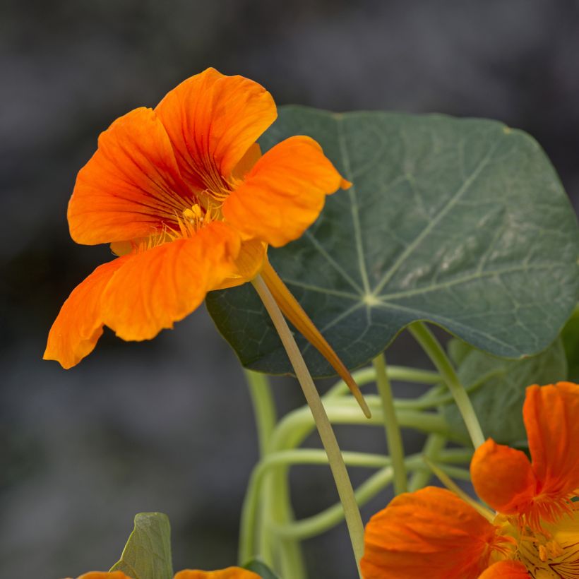 Graines de Capucine naine Baby Orange - Tropaeolum minus (Flowering)