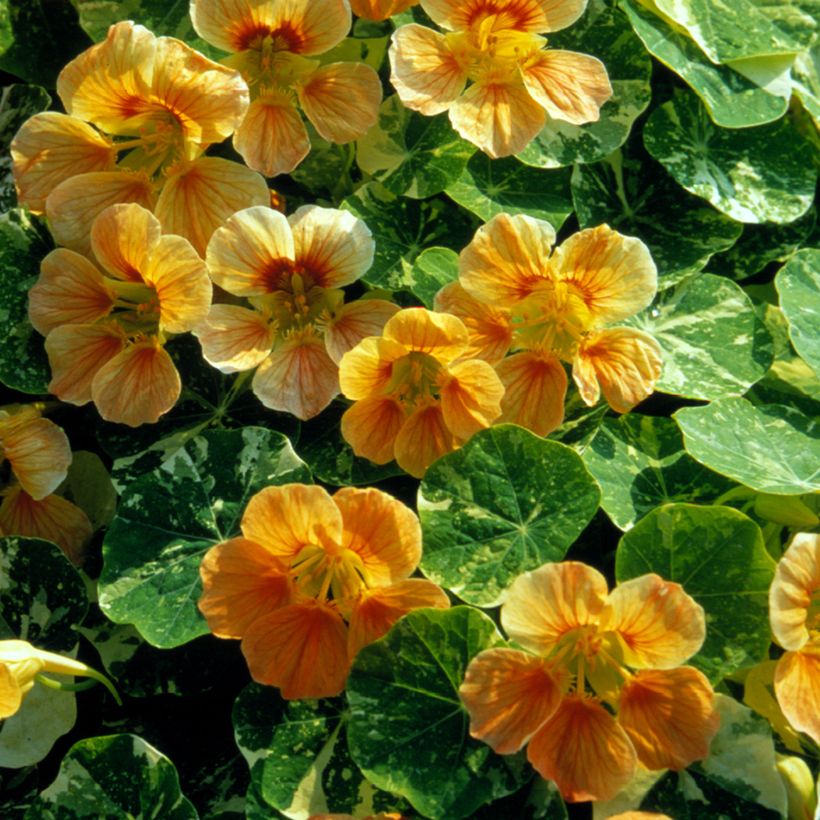 Graines de Capucine naine Tip-Top Alaska Salmon (Floraison)