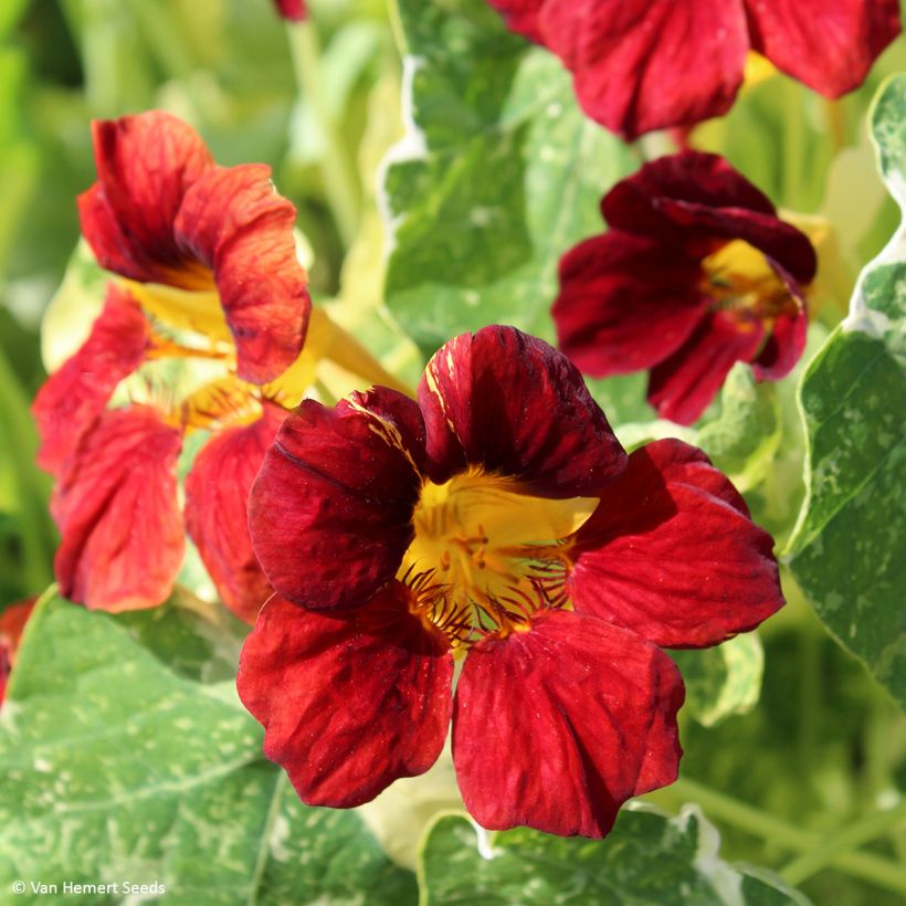 Graines de Capucine naine Velvet Troika - Tropaeolum (Flowering)