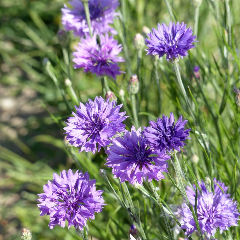 Graines de Centaurée bleuet Lady Mauve - Centaurea cyanus (Flowering)