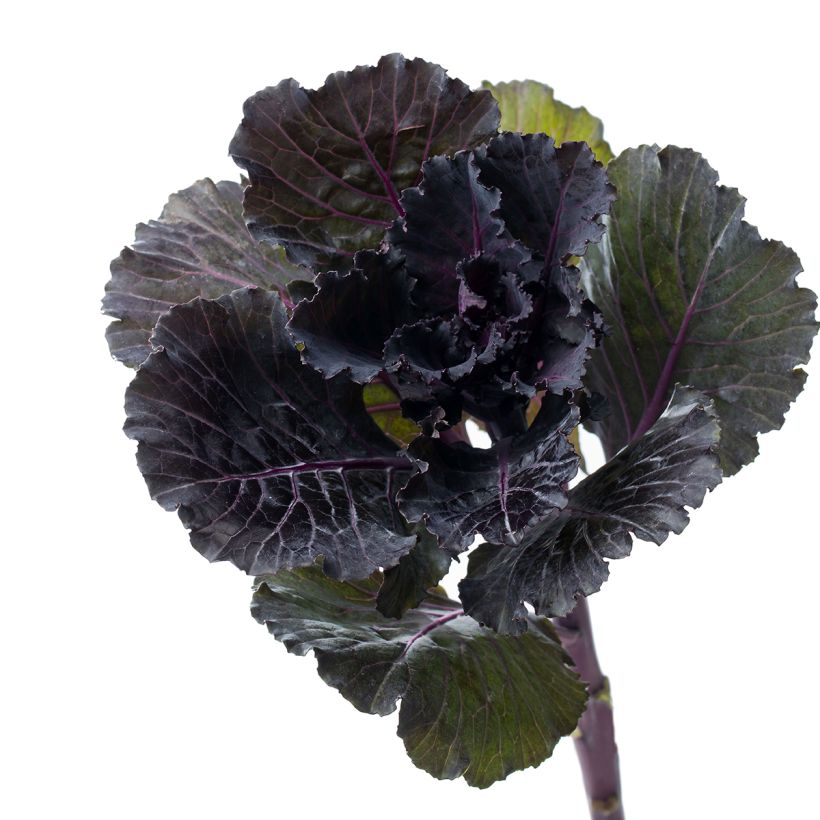 Graines de Chou d'ornement F1 Black Leaf (Harvest)