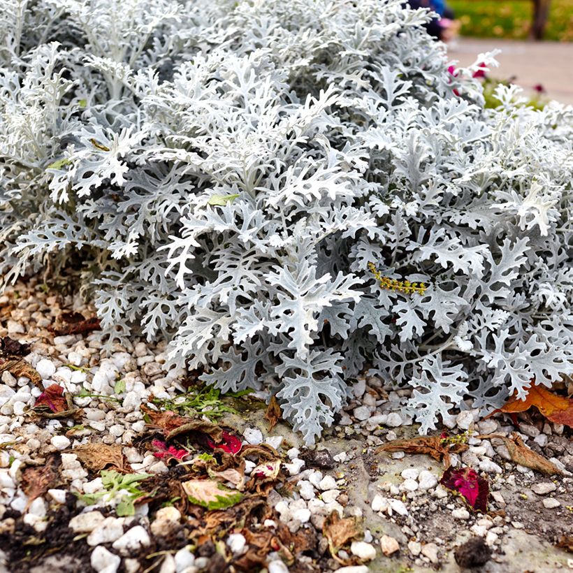 Graines de Cinéraire maritime Silver Dust - Senecio cineraria  (Plant habit)
