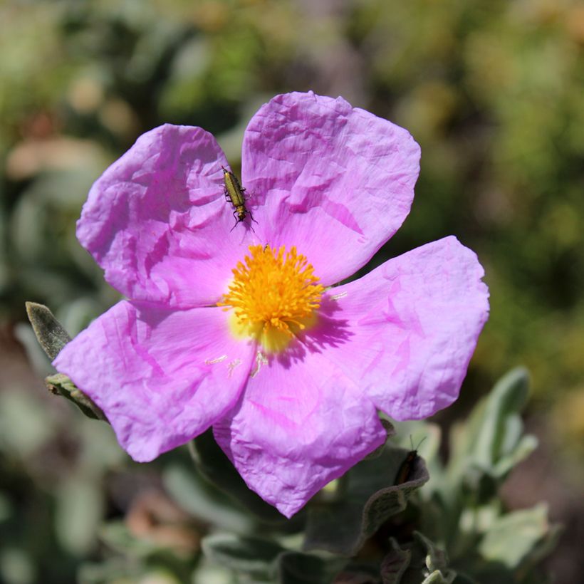 Graines de Ciste cotonneux - Cistus albidus (Flowering)