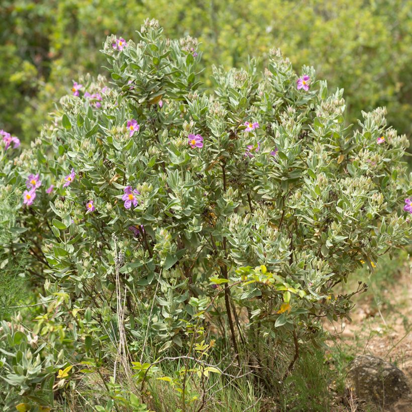Graines de Ciste cotonneux - Cistus albidus (Plant habit)