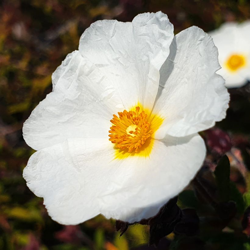 Graines de Ciste à feuilles de laurier - Cistus laurifolius (Floraison)