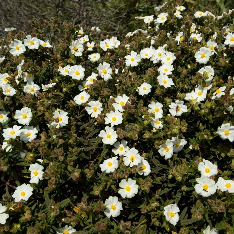 Graines de Ciste de Montpellier - Cistus monspeliensis (Plant habit)