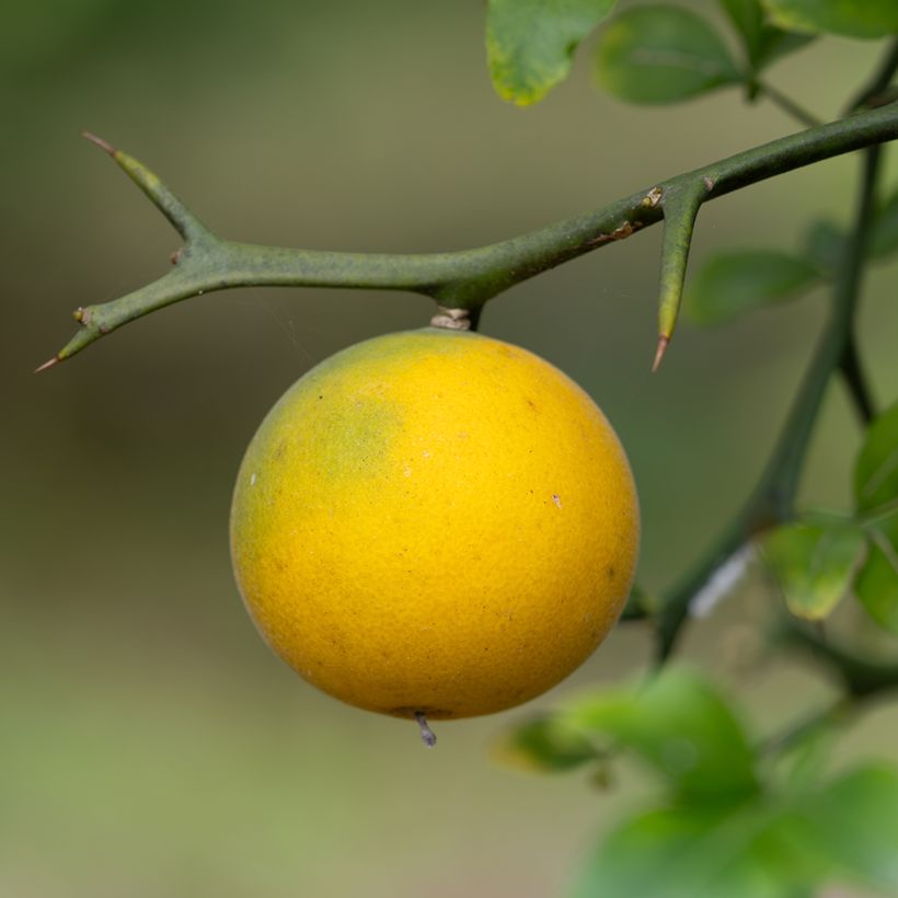 Graines de Citronnier épineux - Poncirus trifoliata (Récolte)