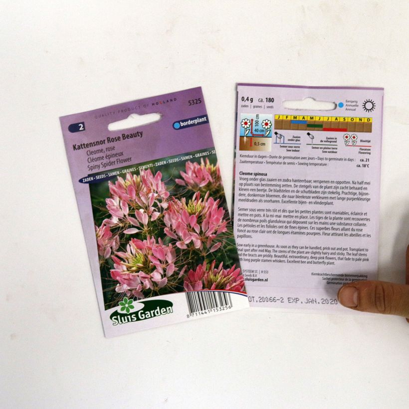 Example of Graines de Cléome épineux Rose Beauty - Cleome spinosa le sachet de 180 graines environ as you get