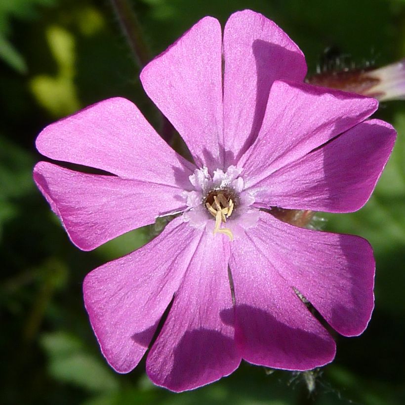 Graines de Compagnon rouge - Silene dioica (Flowering)