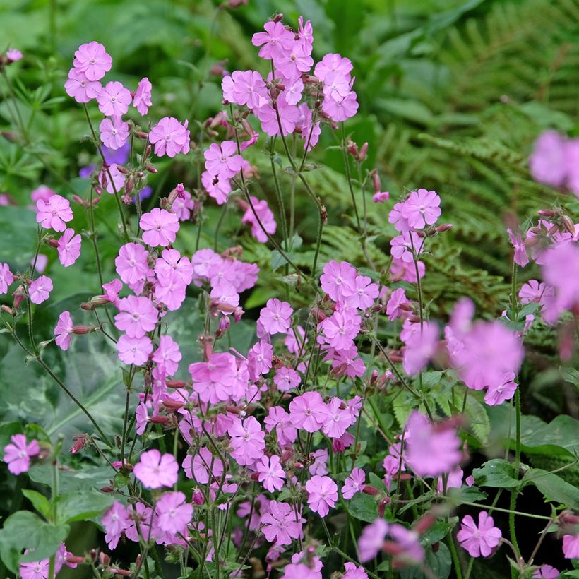 Graines de Compagnon rouge et blanc - Silene dioica, Silene latifolia Alba (Port)