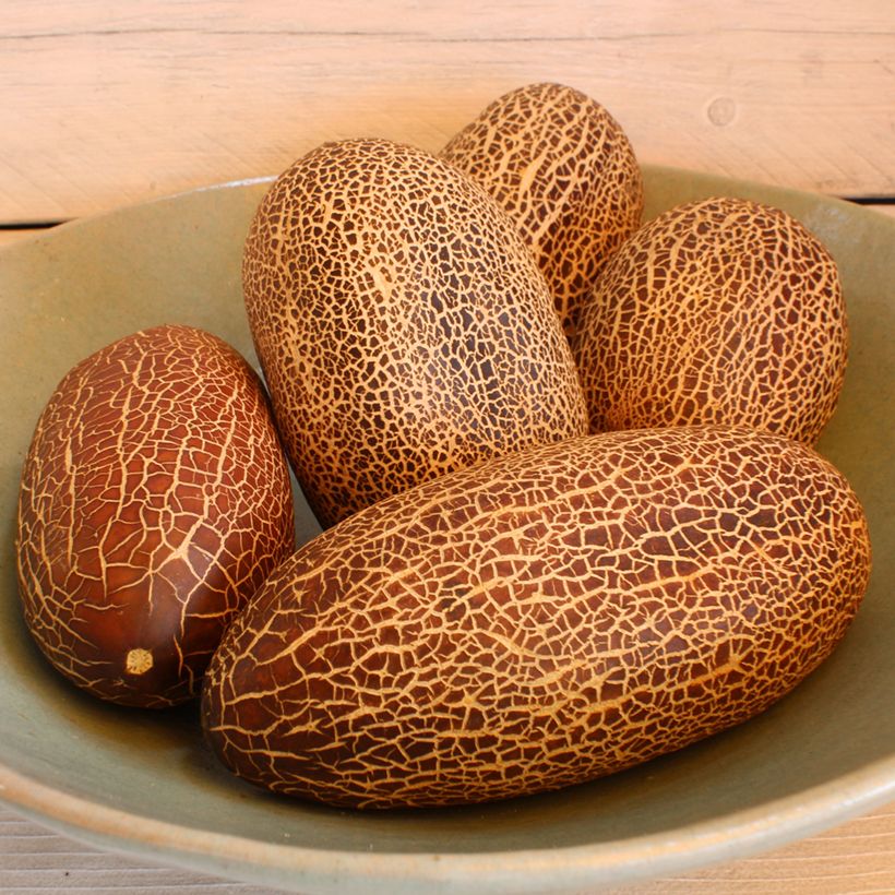 Concombre du Sikkim - Graines (Harvest)