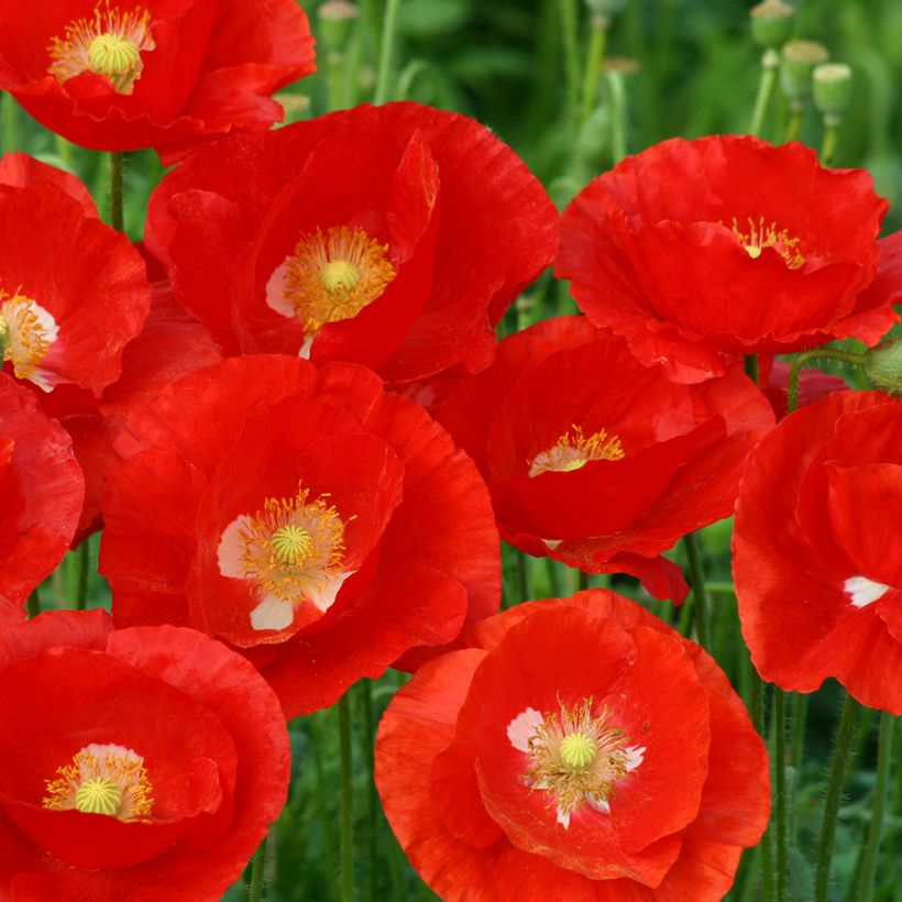 Graines de Coquelicot American Legion - Papaver rhoeas (Flowering)