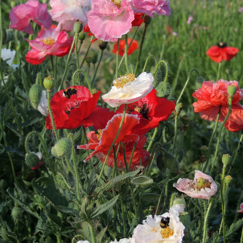 Graines de Coquelicot Shirley Mix BIO (Floraison)