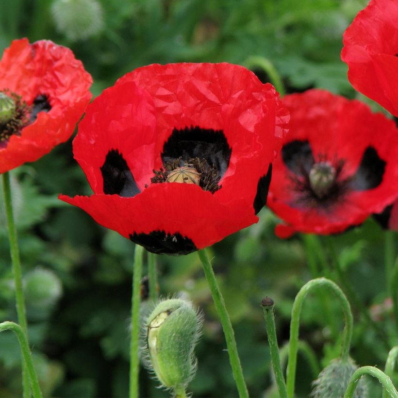 Graines de Coquelicot coccinelle - Papaver commutatum  Ladybird (Flowering)