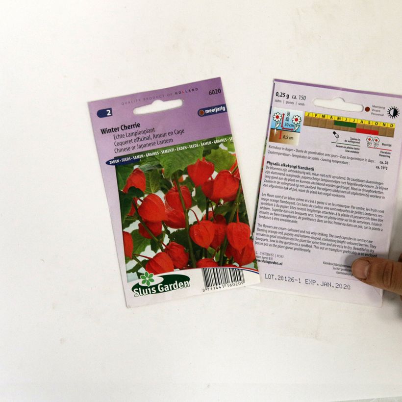 Exemple de spécimen de Graines de Coqueret officinal Winter Cherry - Amour en cage le sachet de 150 graines environ tel que livré