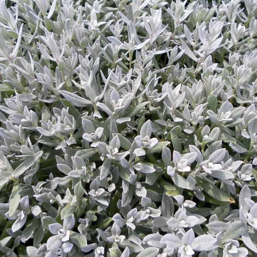 Graines de Corbeille d'Argent - Cerastium biebersteinii (Foliage)