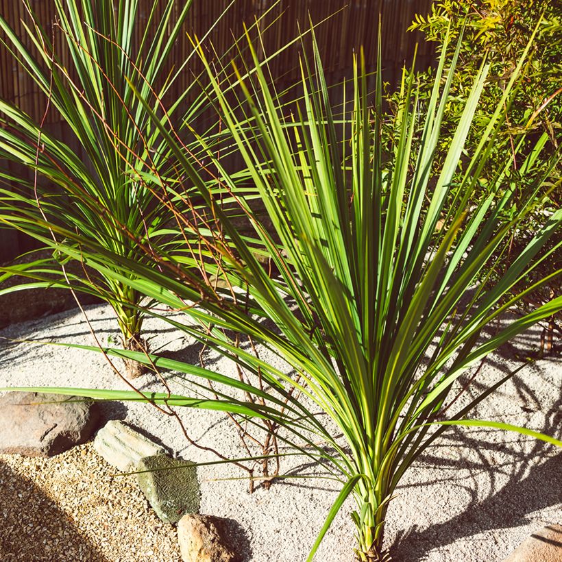 Graines de Cordyline australis (verte) (Port)