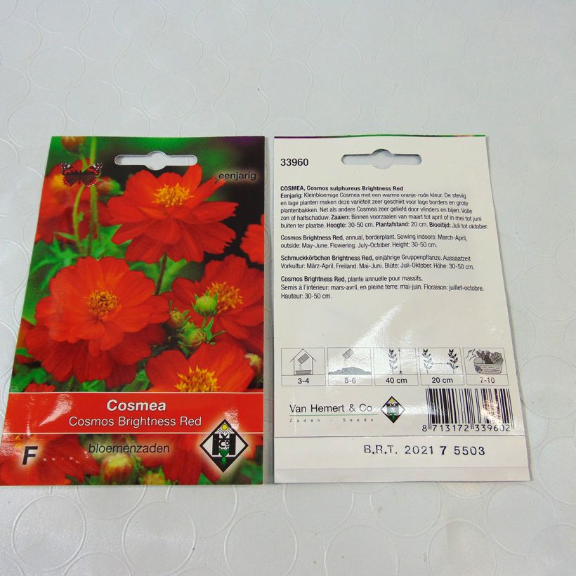 Example of Graines de Cosmos Brightness Red - Cosmos sulphureus le sachet de 40 graines environ (0.5g) as you get