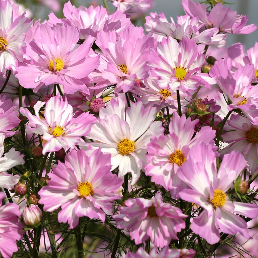 Graines de Cosmos Colletta Pink-White (Flowering)