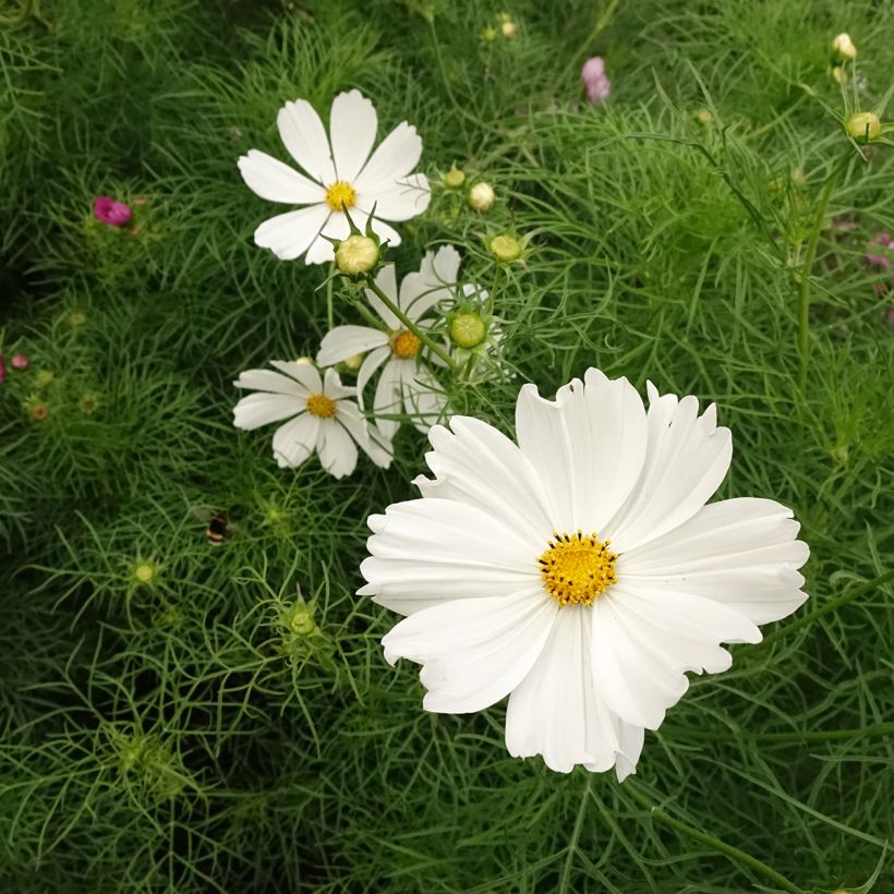 Graines de Cosmos Cupcakes White - Cosmos bipinnatus (Flowering)