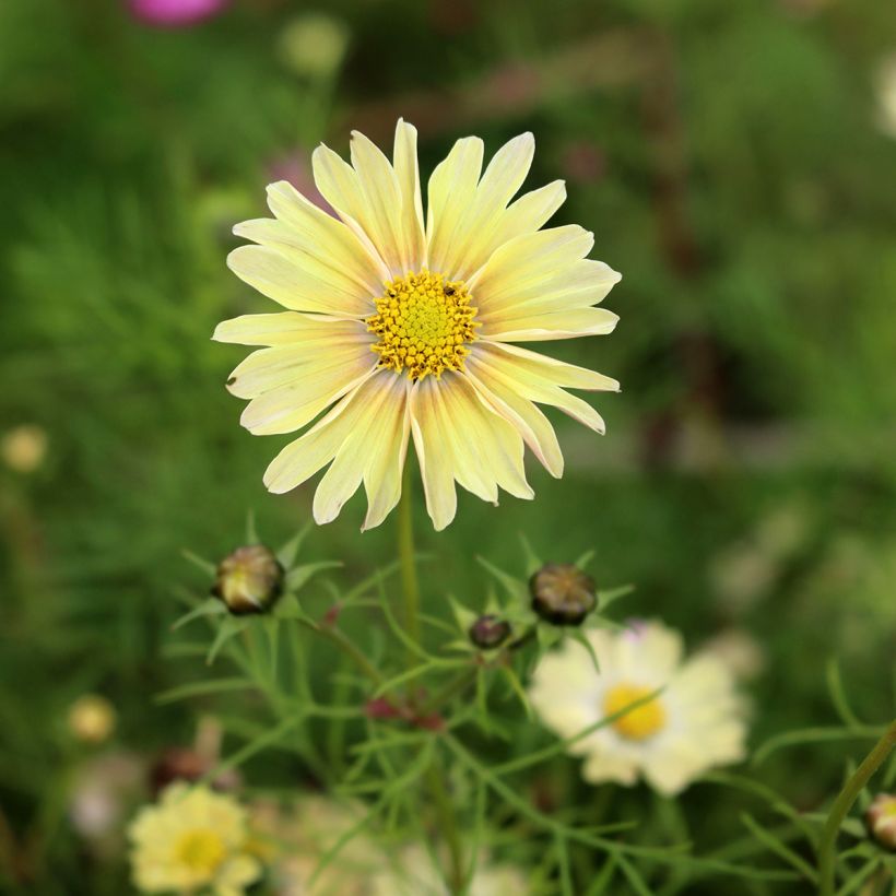 Graines de Cosmos Lemonade  (Flowering)