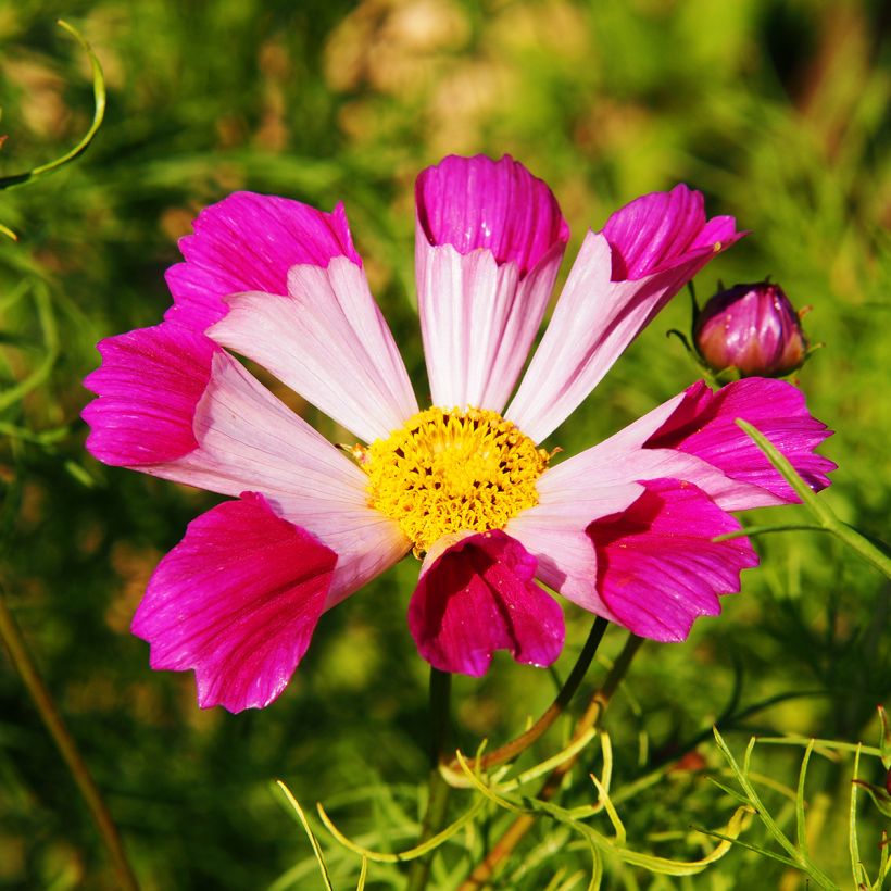 Graines de Cosmos Sea Shells - Cosmos bipinnatus (Flowering)