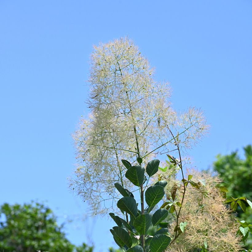 Graines de Cotinus coggygria (Flowering)