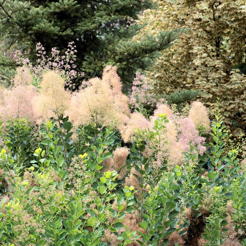Graines de Cotinus coggygria (Plant habit)
