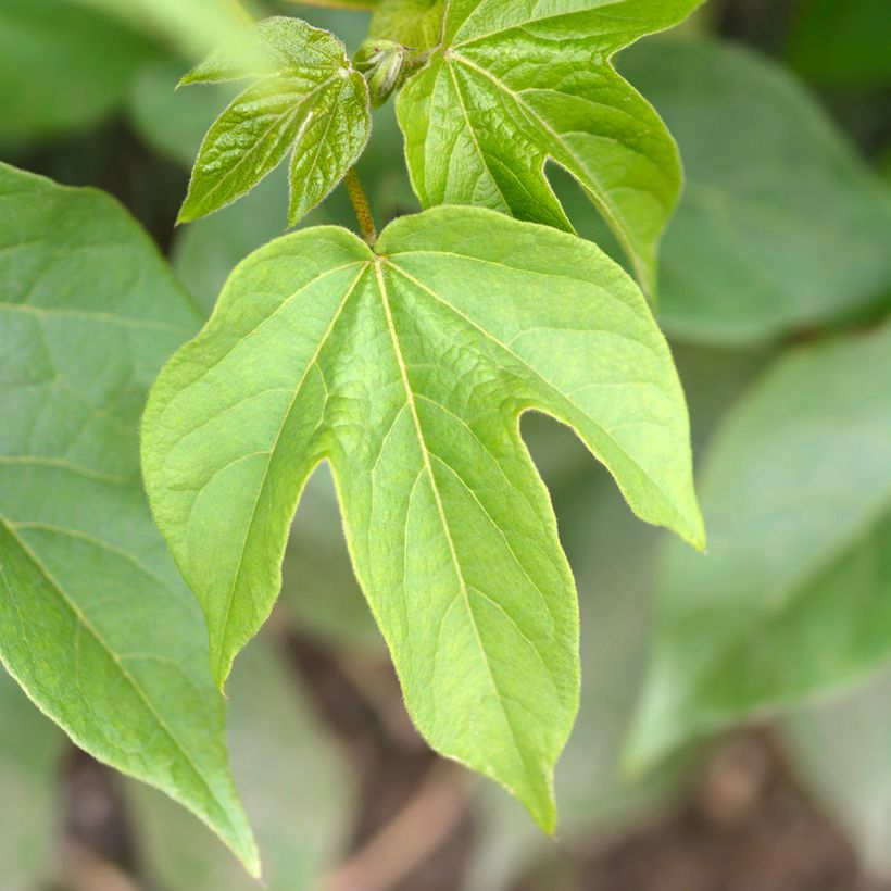 Graines de Coton - Gossypium herbaceum (Foliage)
