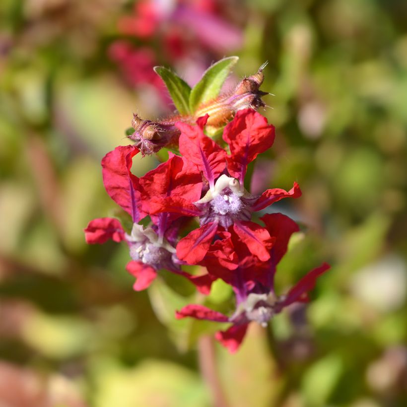 Graines de Cuphea miniata Mix (Flowering)