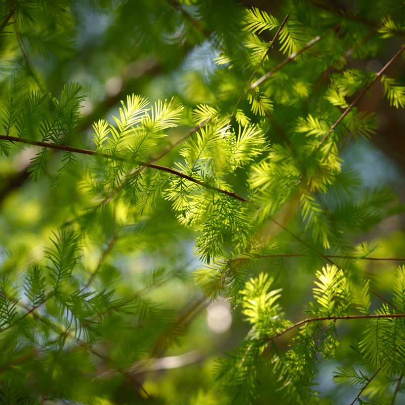 Graines de Cyprès-chauve - Taxodium distichum (Flowering)