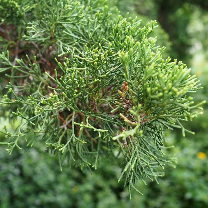 Graines de Cyprès de Provence (Foliage)