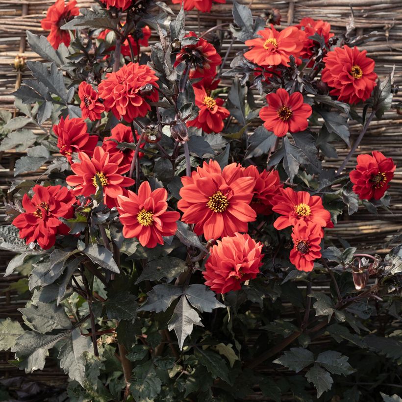 Graines de Dahlia Black Forest Ruby (Flowering)